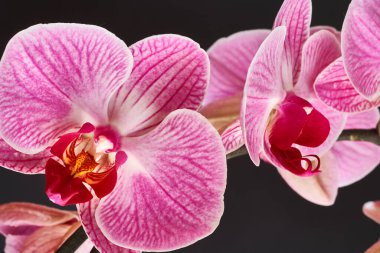 Yoğun renklerde güzel orkideler