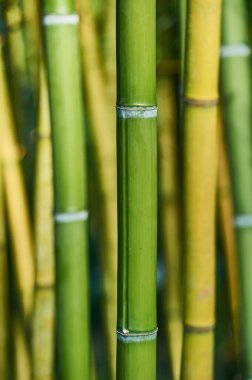 Canlı yeşil bambu sapları Navarra, İspanya 'daki Senorio de Bertiz doğal parkının huzurlu ortamında büyüleyici bir doğal düzen yaratır.