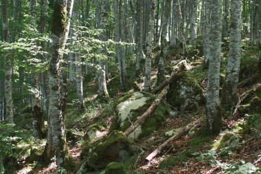 Irati Ormanı manzarası, Navarra, İspanya