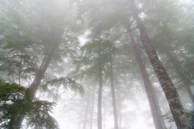 Navarra 'da yoğun sisle örtülü Irati ormanının manzarası
