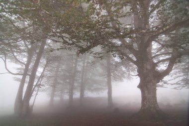 Navarra 'da yoğun sisle örtülü Irati ormanının manzarası