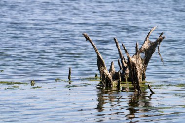 Driftwood, Santona, İspanya 'nın sakin sularından doğanın sanatının güzelliğini gözler önüne sererek karmaşık bir şablon oluşturuyor.