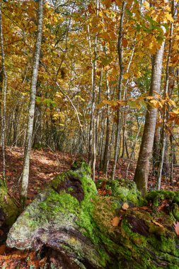 Altın yapraklı bir sonbahar ormanında düşen yosunlu ağaç gövdesi doğanın Navarra ormanlarındaki canlı döngüsünü gösteriyor. Navarra, İspanya