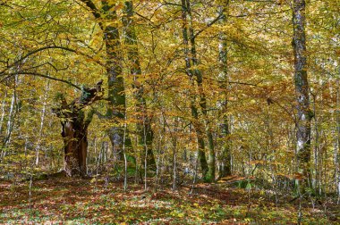 Navarra 'da eski ağaçlarla dolu bir sonbahar ormanı. Navarra, İspanya