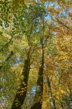 Sonbahar boyunca yüksek ağaçlarla kaplı orman gölgeliği, yeşil ve sarı yaprakların arasından süzülen güneş ışığı, huzurlu bir doğal manzara yaratıyor. Navarra, İspanya