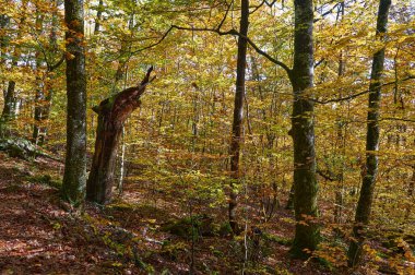 Navarra 'daki yaprak döken ormanda ağaçlar renkli sonbahar yaprakları ve ölü bir ağaç gövdesi gösteriyor. Sonbahar sezonunda doğa manzarası. Navarra, İspanya