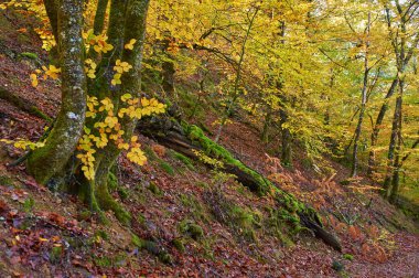 Düşen yapraklar, Senorio de Bertiz doğal parkında, Navarra, İspanya 'da canlı bir sonbahar ormanında kıvrılan bir yolu kaplıyor.