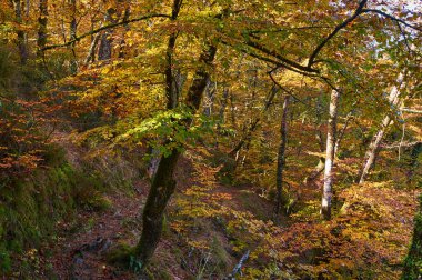 Düşen yapraklar, Senorio de Bertiz doğal parkında, Navarra, İspanya 'da canlı bir sonbahar ormanında kıvrılan bir yolu kaplıyor.