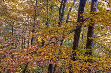 Düşen yapraklar, Senorio de Bertiz doğal parkında, Navarra, İspanya 'da canlı bir sonbahar ormanında kıvrılan bir yolu kaplıyor.