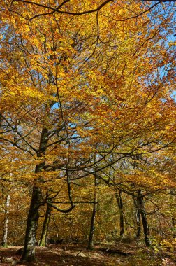 Düşen yapraklar, Senorio de Bertiz doğal parkında, Navarra, İspanya 'da canlı bir sonbahar ormanında kıvrılan bir yolu kaplıyor.