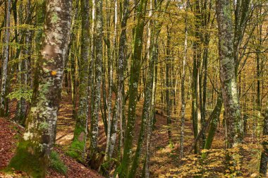 Düşen yapraklar, Senorio de Bertiz doğal parkında, Navarra, İspanya 'da canlı bir sonbahar ormanında kıvrılan bir yolu kaplıyor.