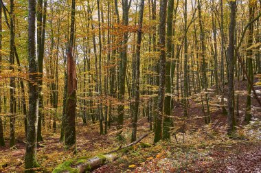 Yaprak döken orman zemini, düşen altın ve turuncu yapraklarla kaplı. Sonbaharda uzun ağaçların arasından geçen güneş ışığını gösteriyor. Navarra, İspanya