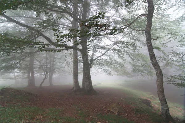 Navarra 'da yoğun sisle örtülü Irati ormanının manzarası
