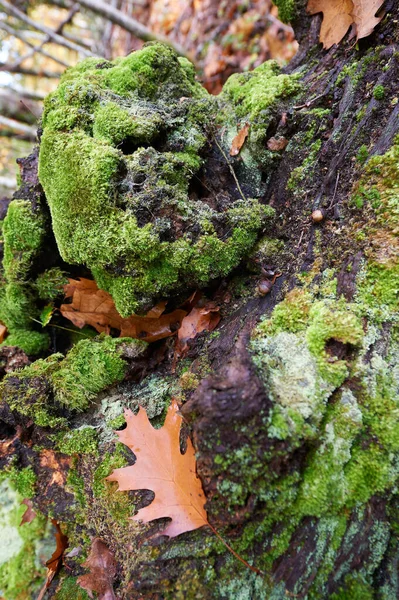Canlı yeşil yosunlar ve yaşlı ağaç kabuklarını kurumuş meşe yaprakları ve küçük salyangozlarla kaplayan yosunları yakın plan göster. Navarra, İspanya