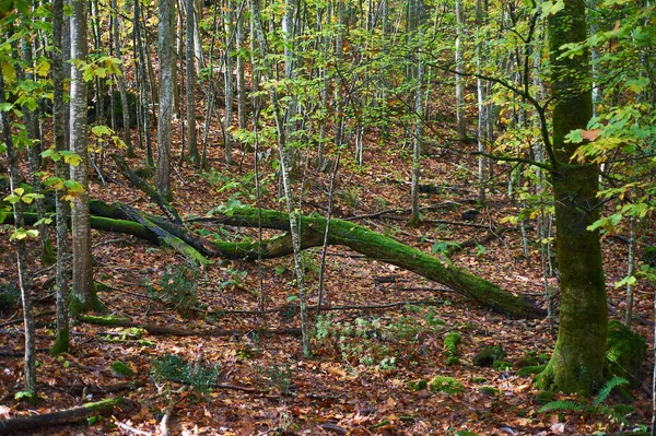 Yoğun bir ormanın derinliklerinde, canlı yeşil yosunlarla kaplı bir ağaç gövdesi kahverengi sonbahar yapraklarından bir halının üzerinde duruyor. Navarra, İspanya