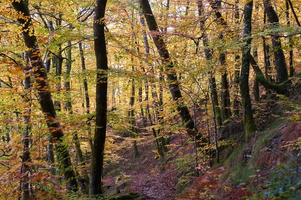 Düşen yapraklar, Senorio de Bertiz doğal parkında, Navarra, İspanya 'da canlı bir sonbahar ormanında kıvrılan bir yolu kaplıyor.