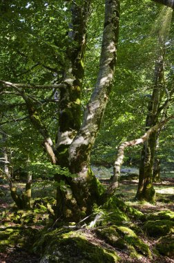 Yazın bir ormanlık alandaki ortak bir kayın ağacında (Fagus sylvatica) yemyeşil yapraklar arasında parlayan güneş ışığı.