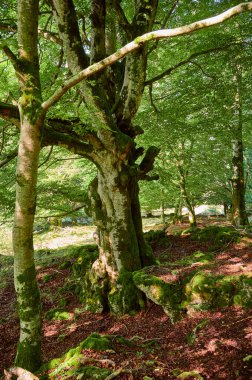 Yazın bir ormanlık alandaki ortak bir kayın ağacında (Fagus sylvatica) yemyeşil yapraklar arasında parlayan güneş ışığı.