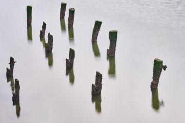 Midyeler, Bilbao 'nun sakin sularında çürüyen ahşap kazıklara tutunarak sakin ve melankolik bir atmosfer yaratırlar.