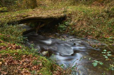 Düşen ağaç gövdesi, sonbahar ormanı boyunca akan küçük bir dere üzerinde doğal bir köprü oluşturuyor.