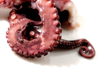 Kıvrımlı ahtapot dokunaçlarının yakın plan çekimleri, beyaz arkaplana karşı dokusunu ve rengini vurguluyor