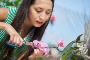 Genç bir kadın, serada bahçesiyle ilgilenirken makasla narin pembe orkide çiçekleri kesiyor.