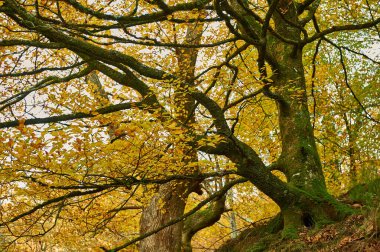 Sonbaharda görkemli bir ağacın altın yaprakları sakin bir ormanda resim gibi bir manzara yaratıyor.