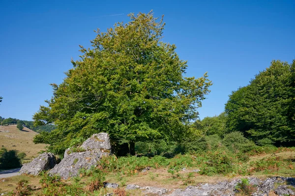 Sierra de Urbasa, Navarra, İspanya ve Avrupa 'da güzel bir ağaç.