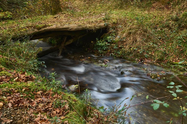 Düşen ağaç gövdesi, sonbahar ormanı boyunca akan küçük bir dere üzerinde doğal bir köprü oluşturuyor.