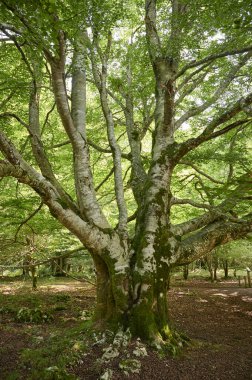 Yazın bir ormanlık alandaki ortak bir kayın ağacında (Fagus sylvatica) yemyeşil yapraklar arasında parlayan güneş ışığı.