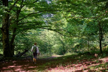 Yazın bir ormanlık alanda Ortak Beech (Fagus sylvatica) ağacı arasında yürüyen bir kadın.