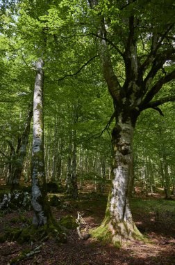 Yazın bir ormanlık alandaki ortak bir kayın ağacında (Fagus sylvatica) yemyeşil yapraklar arasında parlayan güneş ışığı.