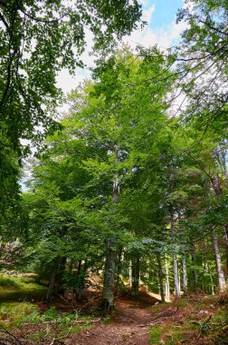Yazın bir ormanlık alandaki ortak bir kayın ağacında (Fagus sylvatica) yemyeşil yapraklar arasında parlayan güneş ışığı.