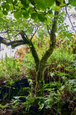 Yazın bir ormanlık alandaki ortak bir kayın ağacında (Fagus sylvatica) yemyeşil yapraklar arasında parlayan güneş ışığı.