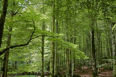 Yazın bir ormanlık alandaki ortak bir kayın ağacında (Fagus sylvatica) yemyeşil yapraklar arasında parlayan güneş ışığı.