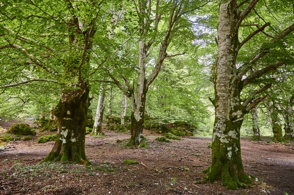 Yazın bir ormanlık alanda ortak bir Beech (Fagus sylvatica) ağacında yeşil yapraklar.