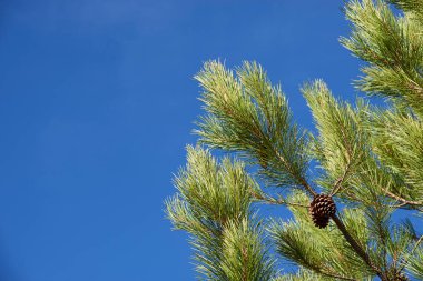 Çam Ağacı 'nın detaylı görünümü