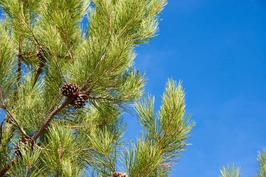 Çam Ağacı 'nın detaylı görünümü
