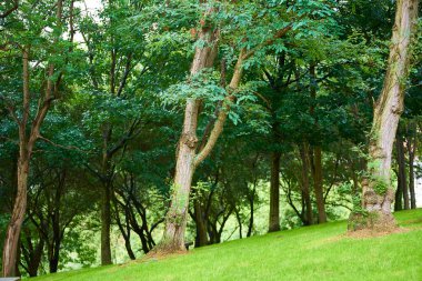 Artxanda Parkı, Bilbao, Biscay, Bask Ülkesi, Euskadi, İspanya, Avrupa