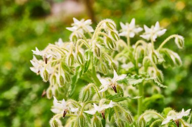 Borraja 'nın yakın görüntüsü - Borago Memurları