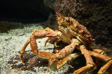 Büyük Örümcek Yengeci Maja inado