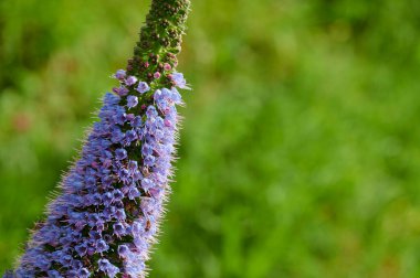 Budleia Manzarası (Budleia Davidii)