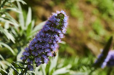 Budleia Manzarası (Budleia Davidii)