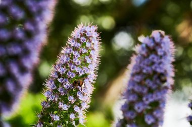 Budleia Manzarası (Budleia Davidii)