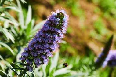 Budleia Manzarası (Budleia Davidii)