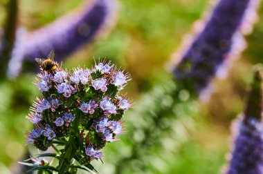 Budleia Manzarası (Budleia Davidii)