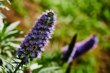Budleia Manzarası (Budleia Davidii)