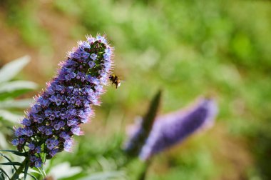 Zorzal comn, Song Thrush Turdus philomelos
