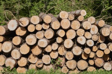 Güzel bir bahar gününde yeşil bitki örtüsüne karşı istiflenmiş çam kütükleri.