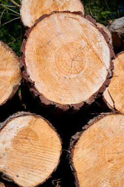Yığılmış çam kütüklerinin ayrıntıları